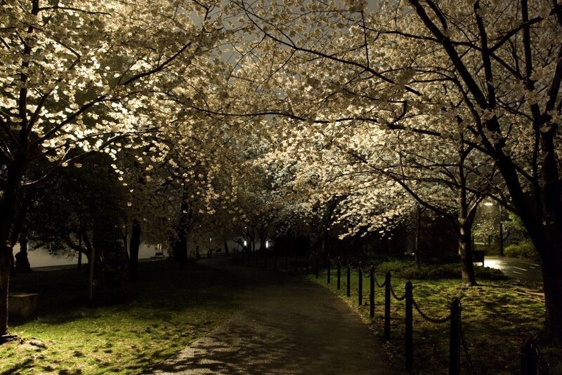 Cherry Blossom Trees at Night