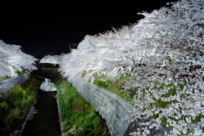 Cherry Blossom Trees at Night — White