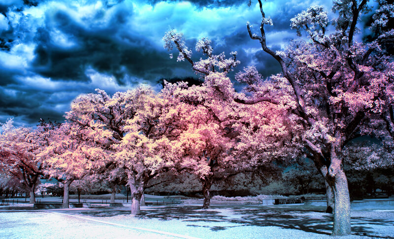 Cherry Blossom Trees — Blue, Dramatic