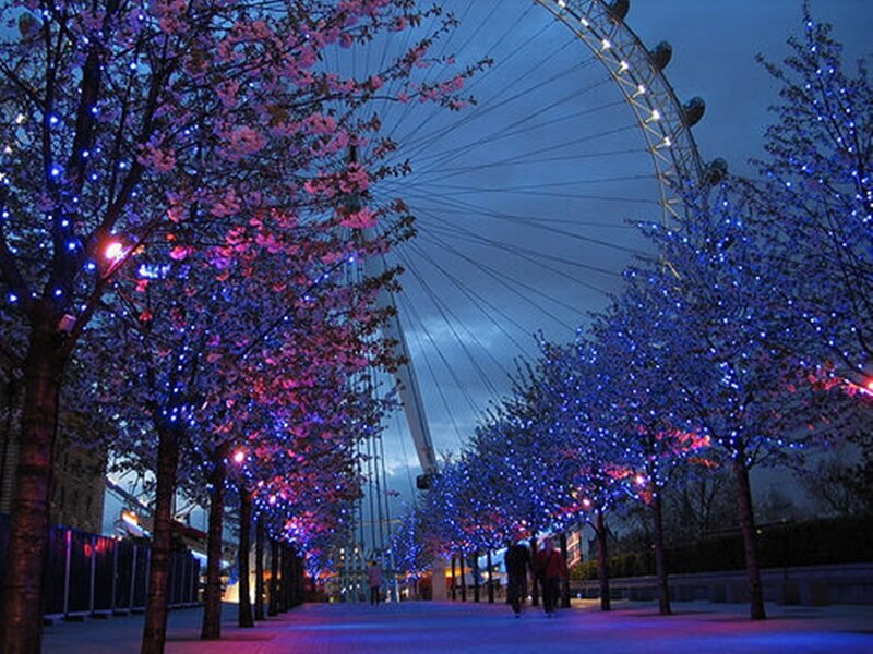 Cherry Blossom Trees — Blue, Festive