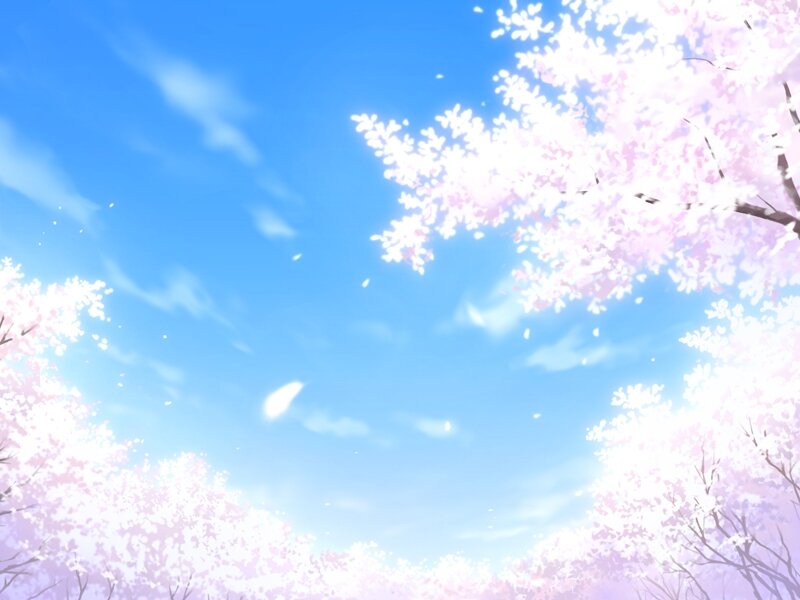 Cherry Blossom Trees — Blue, Serene, Spring, Anime, Sky