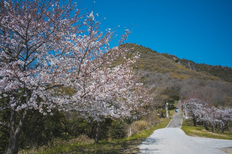 Cherry Blossom Trees — Blue, Serene, Spring, Photograph, Path
