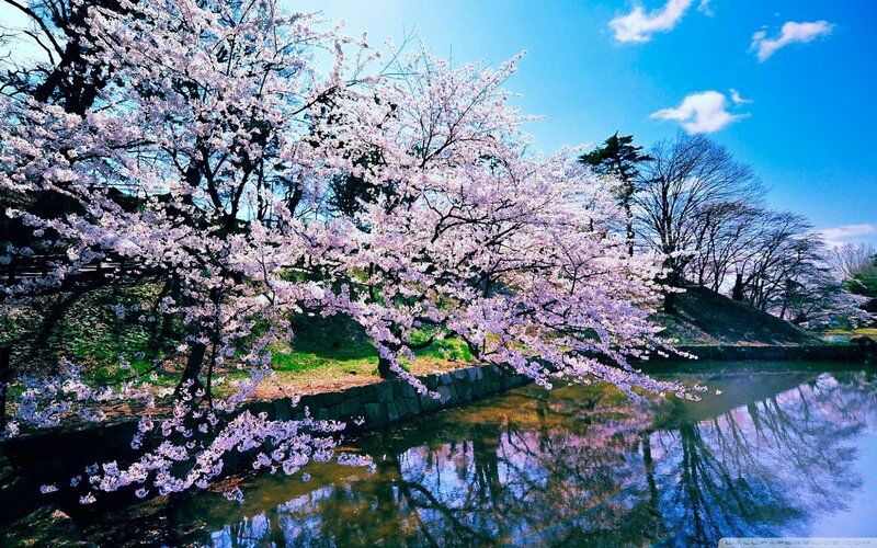 Cherry Blossom Trees — Blue, Serene, Spring, Photograph, River, Sky