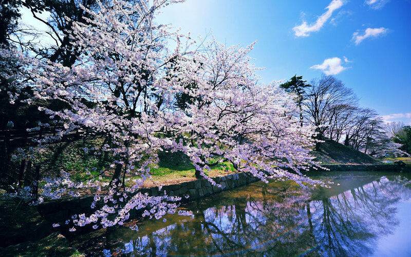 Cherry Blossom Trees — Blue, Serene, Spring, Photograph, River