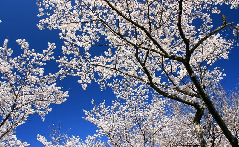Cherry Blossom Trees — Blue, Serene, Spring, Photograph, Sky, Flowers