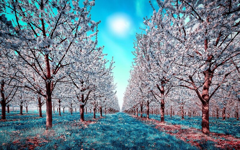 Cherry Blossom Trees — Blue, Serene, Spring, Photograph, Sky, Sun