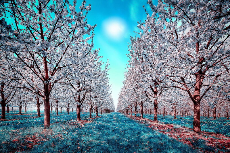 Cherry Blossom Trees — Blue, Serene, Spring, Photograph, Sky