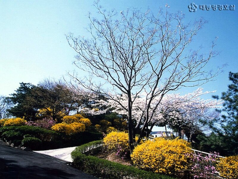 Cherry Blossom Trees — Blue, Serene, Spring, Photograph
