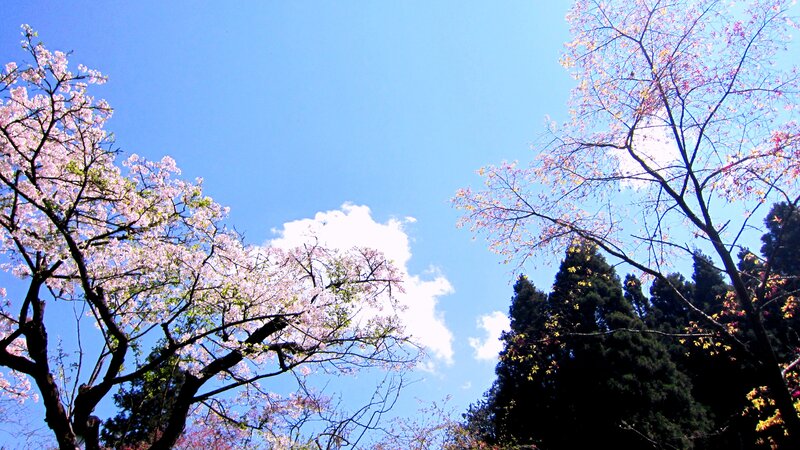 Cherry Blossom Trees — Blue, Serene, Spring