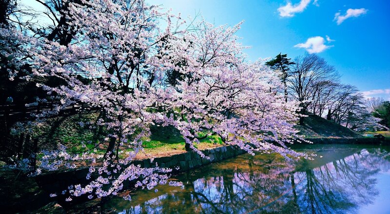 Cherry Blossom Trees — Blue, Spring