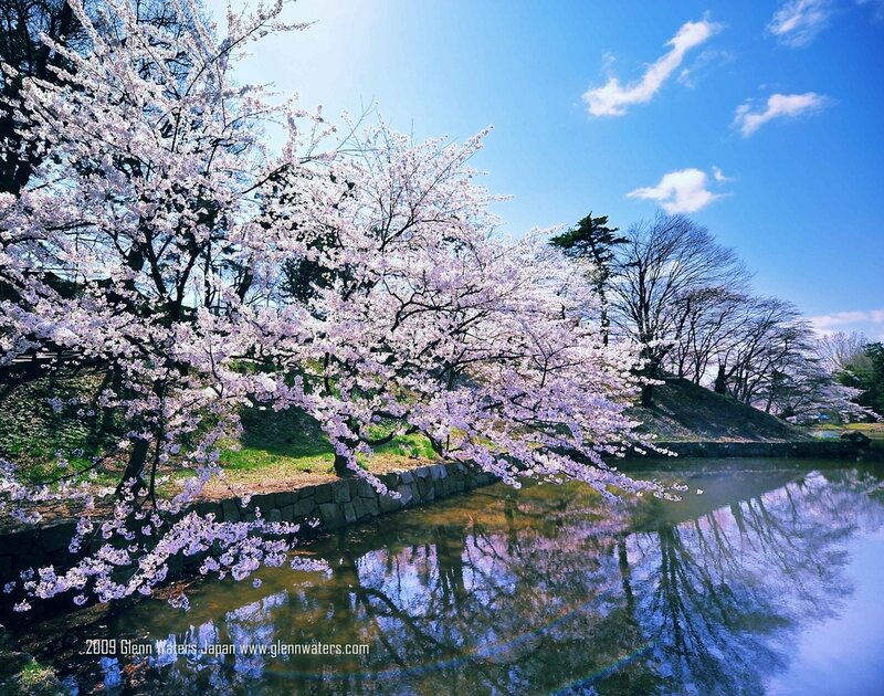 Cherry Blossom Trees — Blue