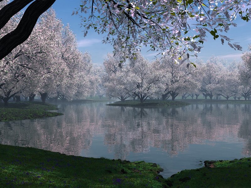 Cherry blossom trees by a lake
