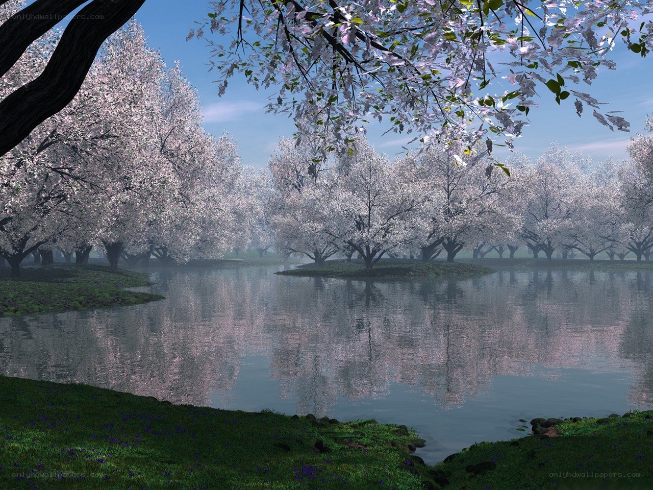 Cherry blossom trees by a lake
