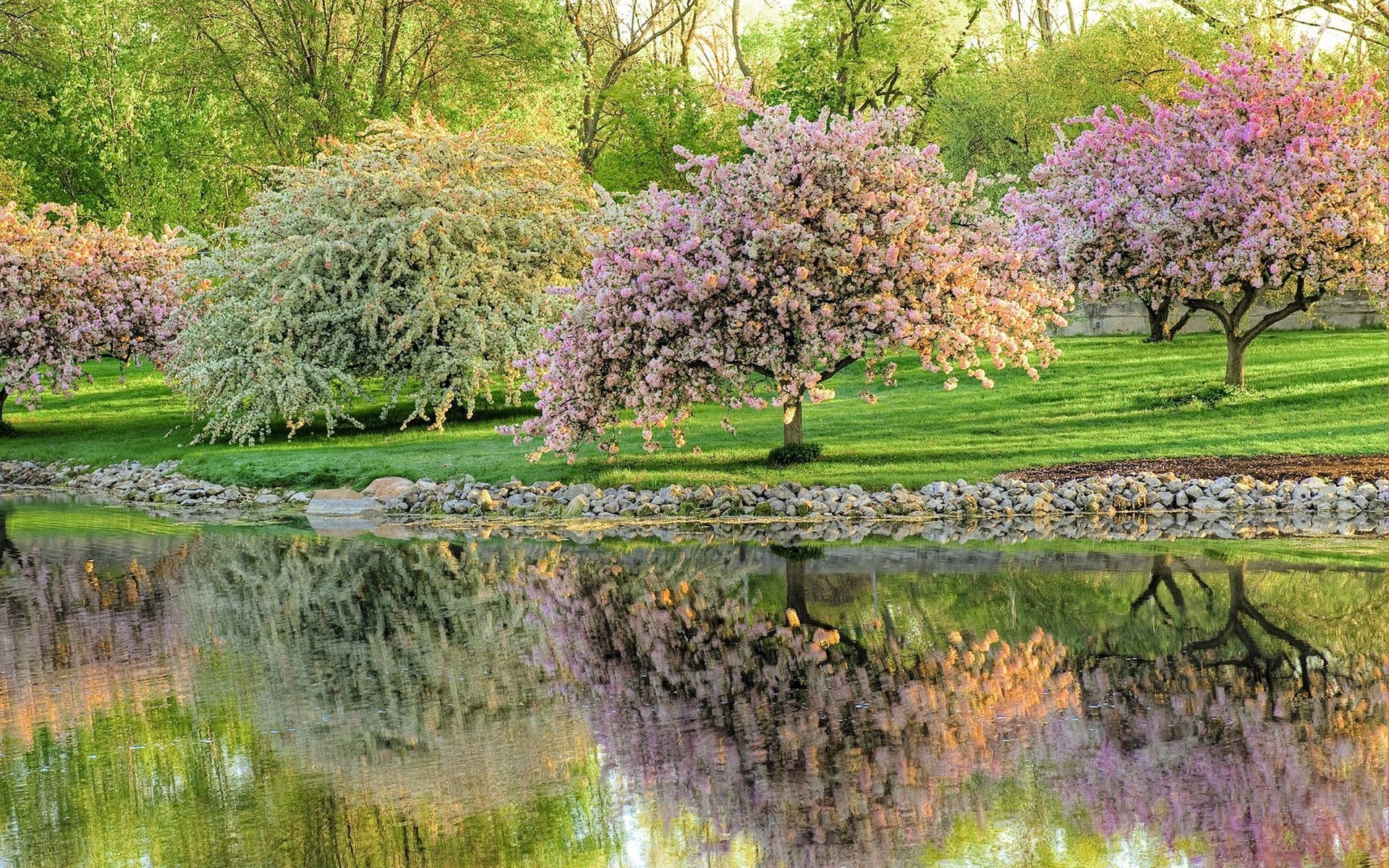 Cherry blossom trees by a pond