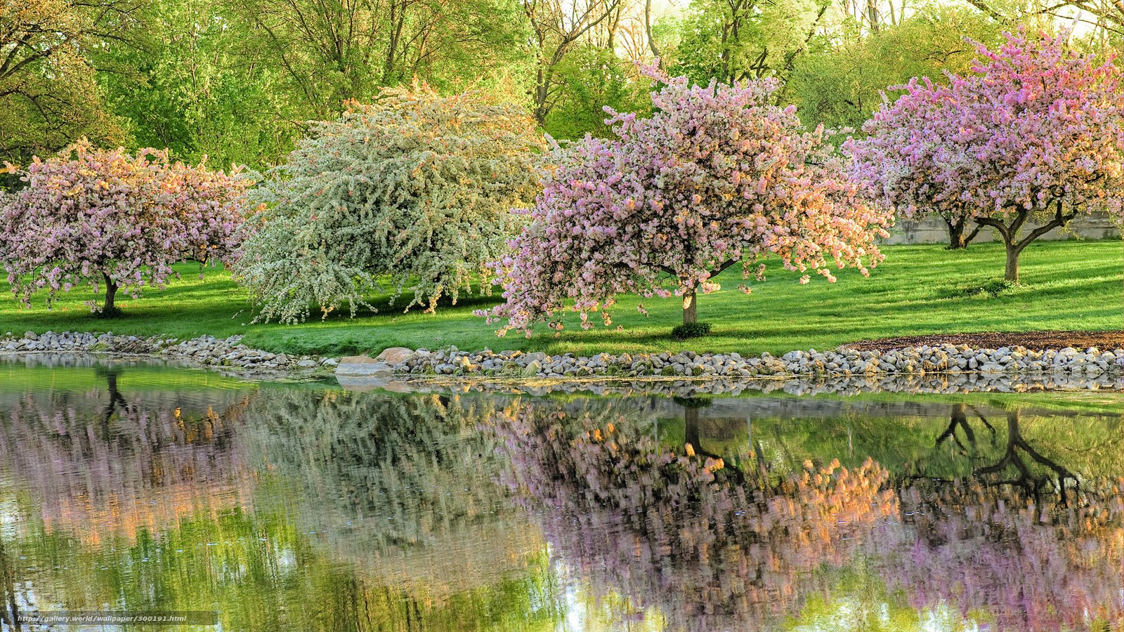 Cherry blossom trees by a pond