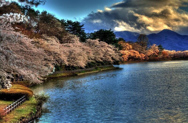 Cherry Blossom Trees by Lake — Blue, Dramatic