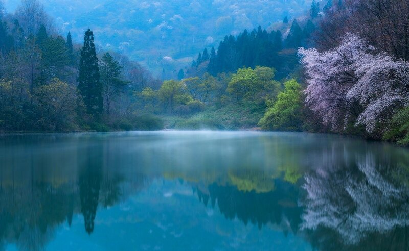 Cherry Blossom Trees by Lake — Blue, Serene, Spring, Photograph