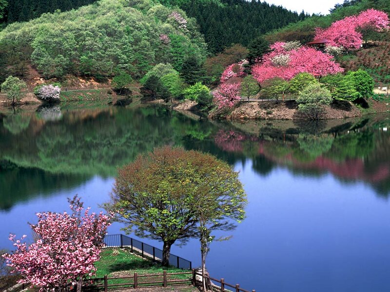 Cherry Blossom Trees by Lake — Blue, Serene