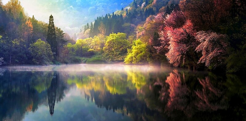 Cherry Blossom Trees by Lake — Green, Serene, Morning, Photograph