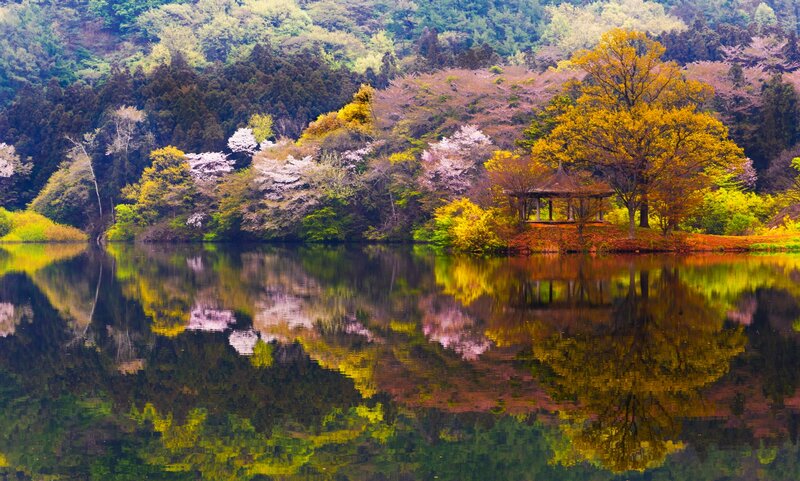 Cherry Blossom Trees by Lake — Green, Serene, Spring