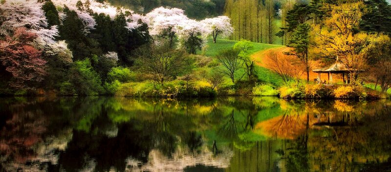 Cherry Blossom Trees by Lake — Green, Serene