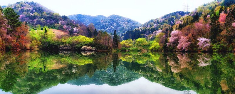 Cherry Blossom Trees by Lake — Green