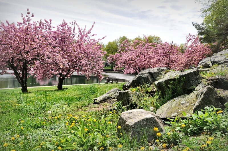 Cherry Blossom Trees by Lake — Pink