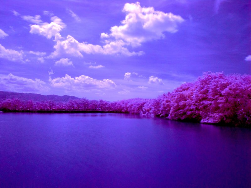 Cherry Blossom Trees by Lake — Purple, Serene, Spring