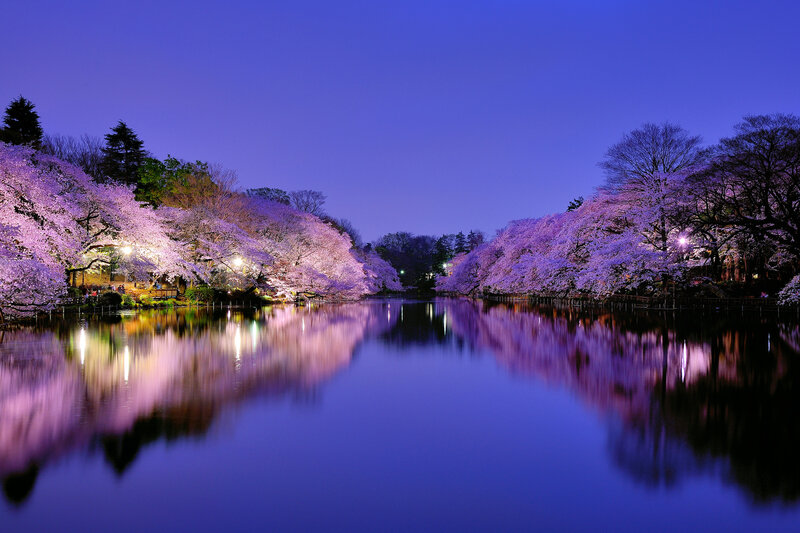 Cherry Blossom Trees by Lake — Purple