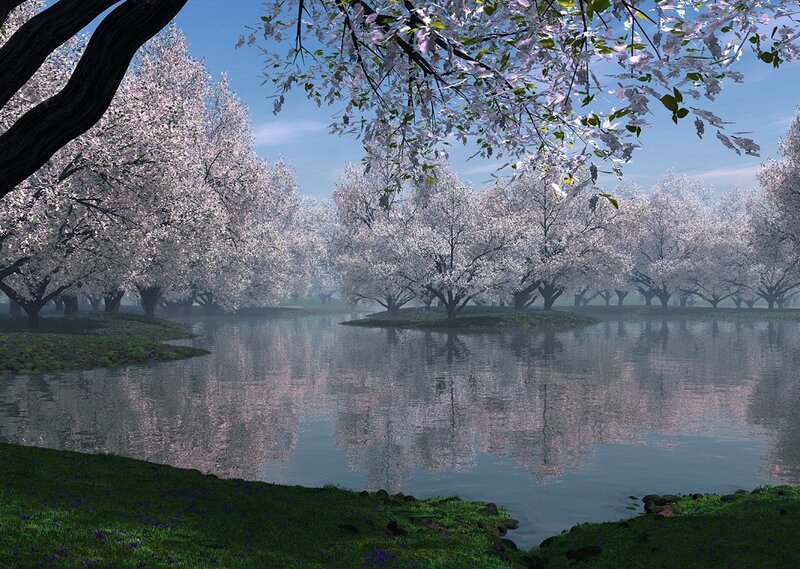 Cherry Blossom Trees by Lake