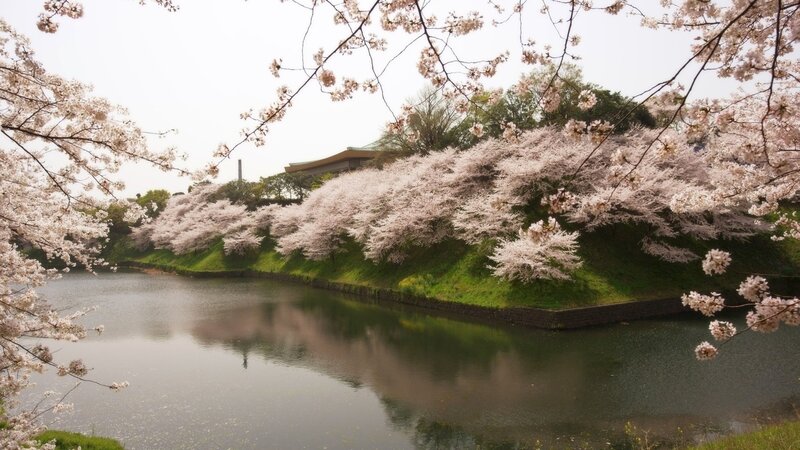 Cherry Blossom Trees by Moat — Pink