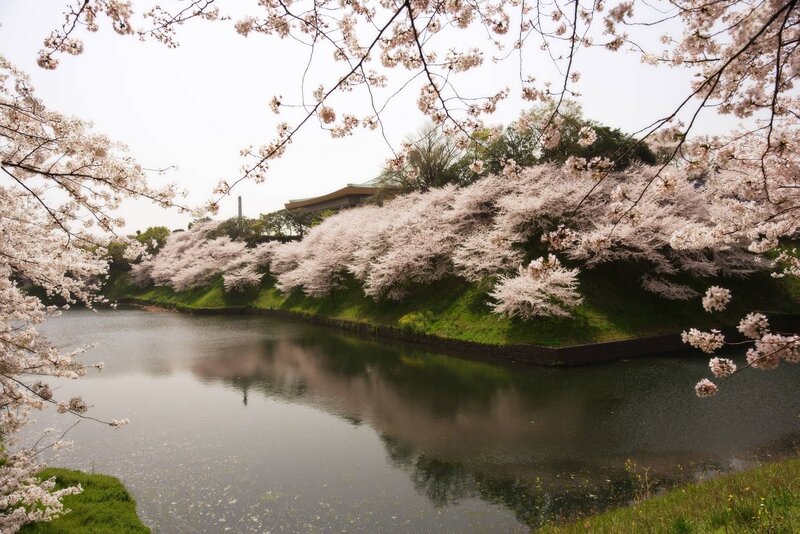 Cherry Blossom Trees by Moat