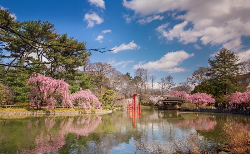 Cherry Blossom Trees by Pond — Blue