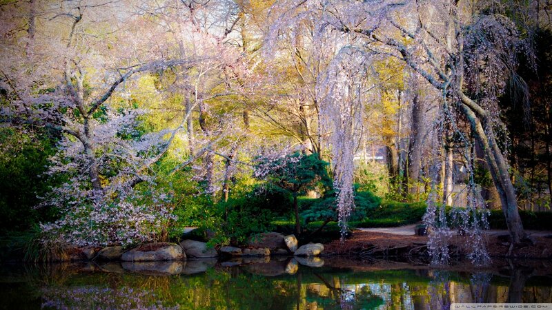 Cherry Blossom Trees by Pond — Green, Serene