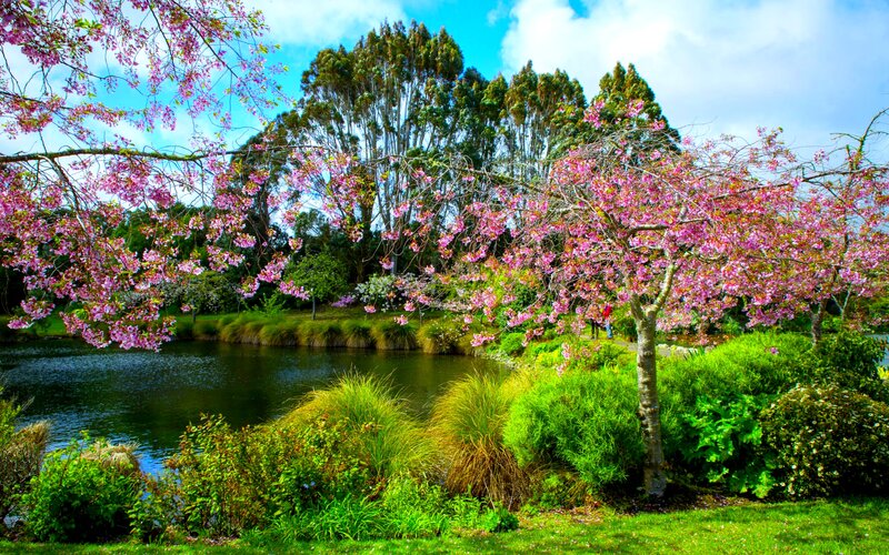 Cherry Blossom Trees by Pond — Pink, Serene, Spring