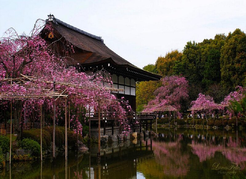 Cherry Blossom Trees by Pond — Pink, Serene