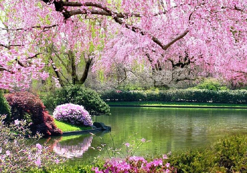 Cherry Blossom Trees by Pond — Pink