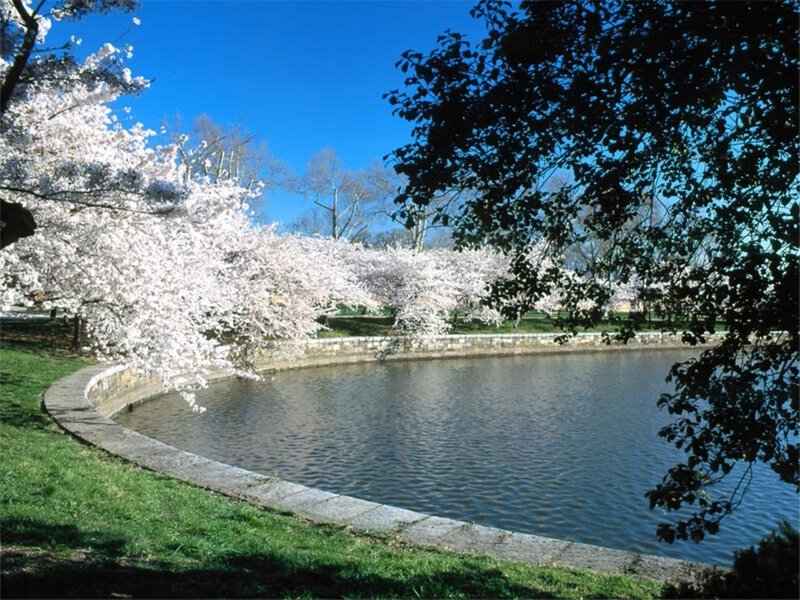 Cherry Blossom Trees by Pond