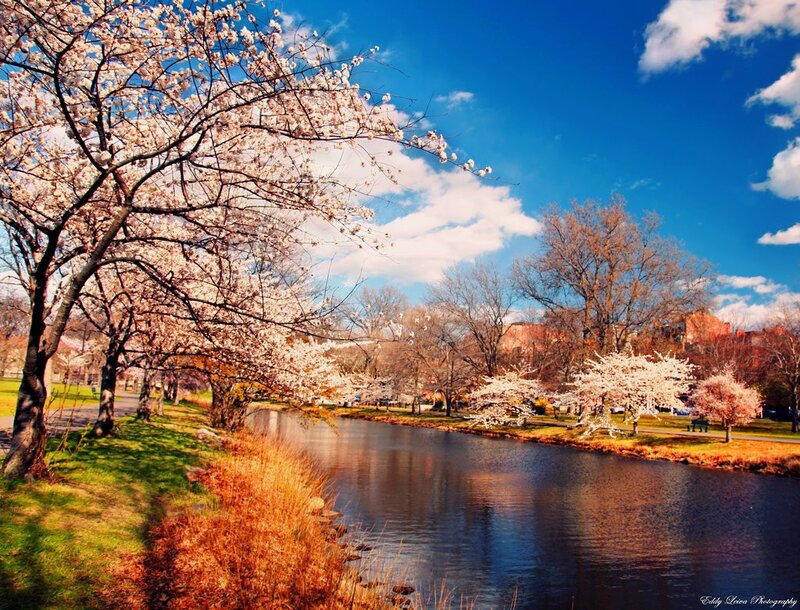 Cherry Blossom Trees by River — Blue