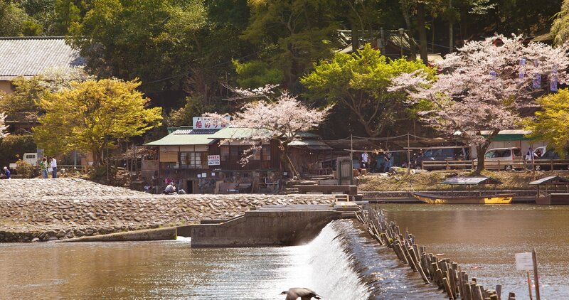 Cherry Blossom Trees by River — Brown