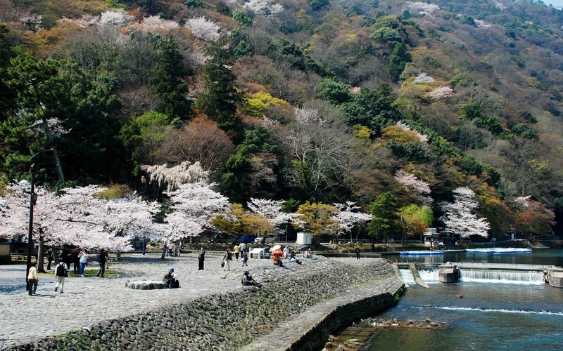 Cherry Blossom Trees by River — Green