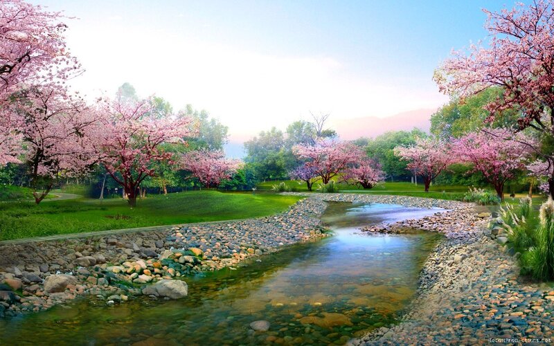 Cherry Blossom Trees by River — Pink, Serene, Spring, Digital Art, Grass