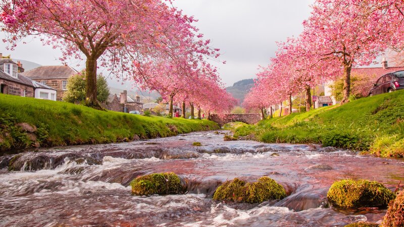 Cherry Blossom Trees by River — Pink, Serene, Spring, Photograph, Houses