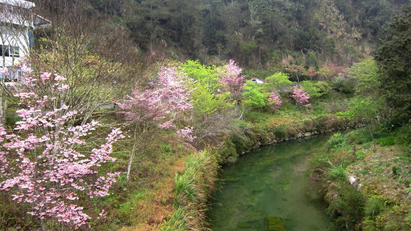 Cherry Blossom Trees by River — Pink, Serene, Spring, Photograph