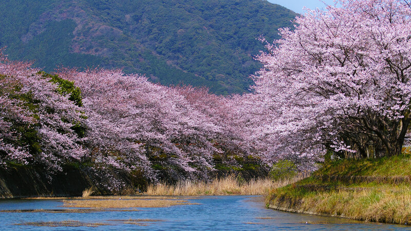 Cherry Blossom Trees by River — Pink, Serene, Spring
