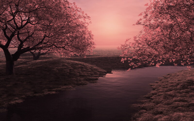 Cherry Blossom Trees by River — Pink, Serene, Sunset