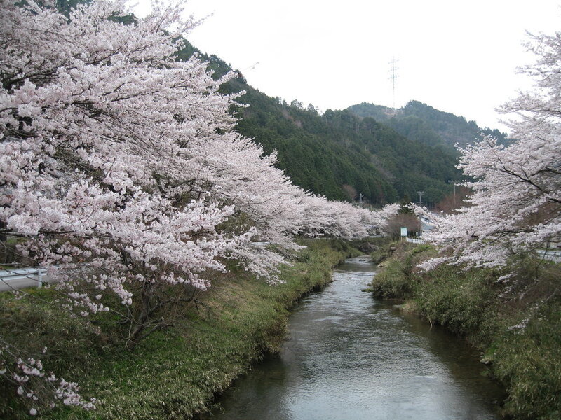 Cherry Blossom Trees by River