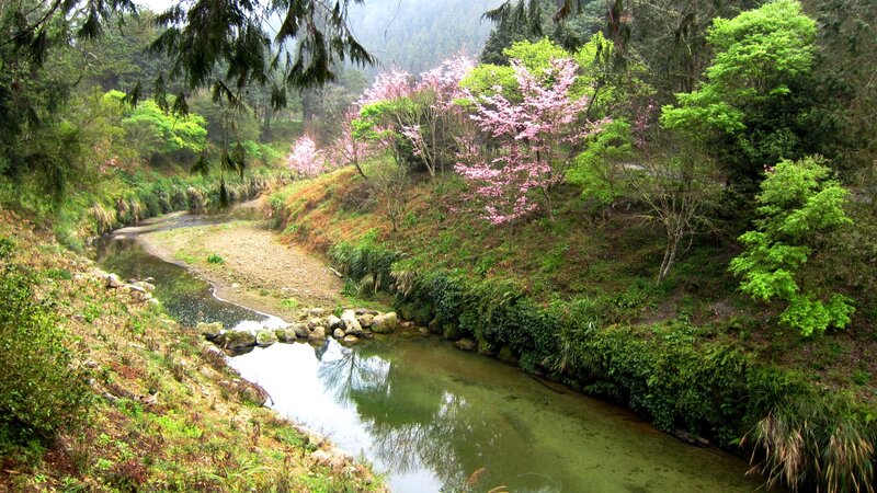 Cherry Blossom Trees by Stream