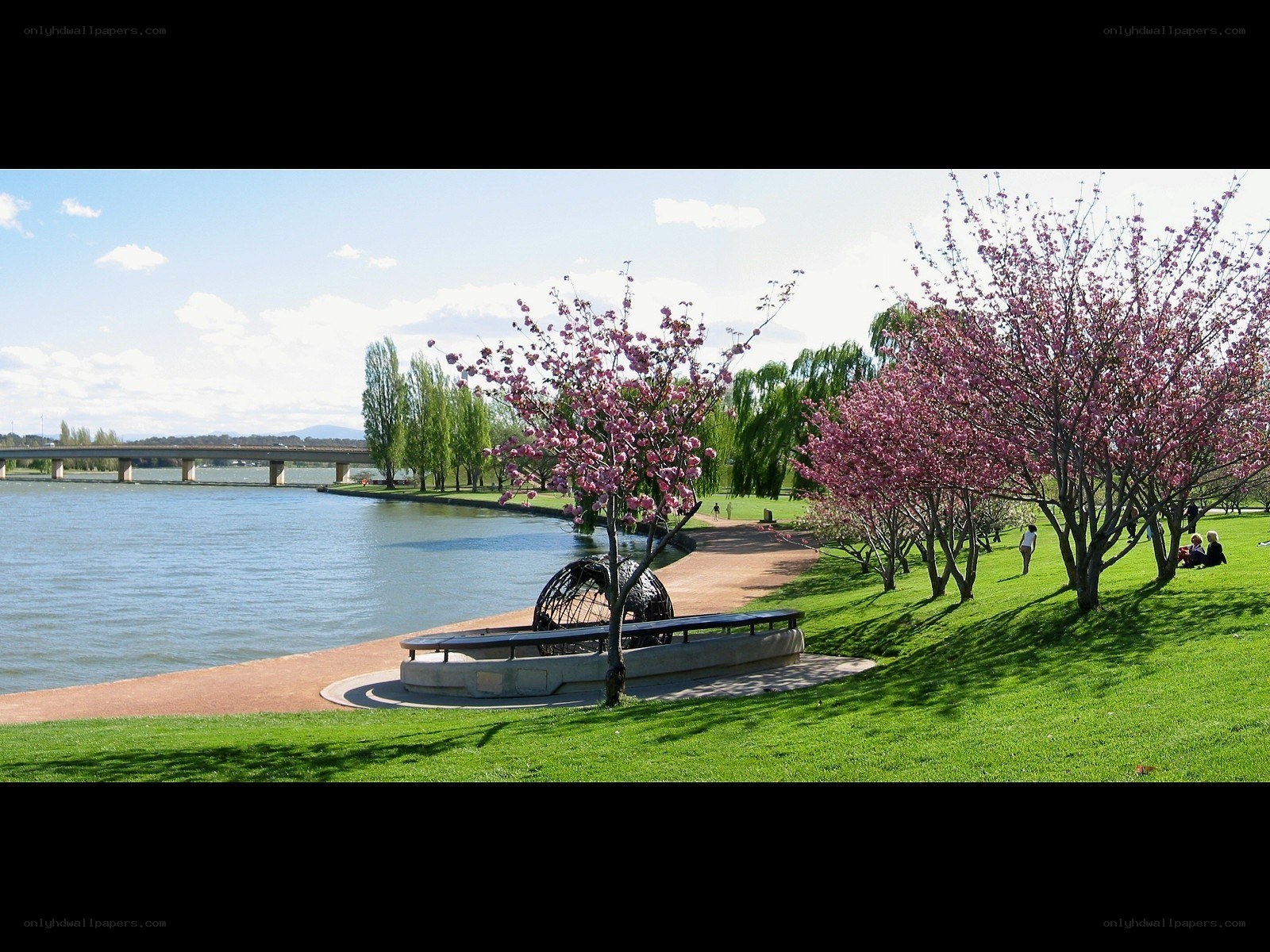 Cherry blossom trees by the river