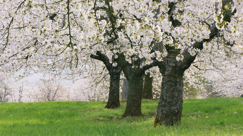 Cherry Blossom Trees — Grass